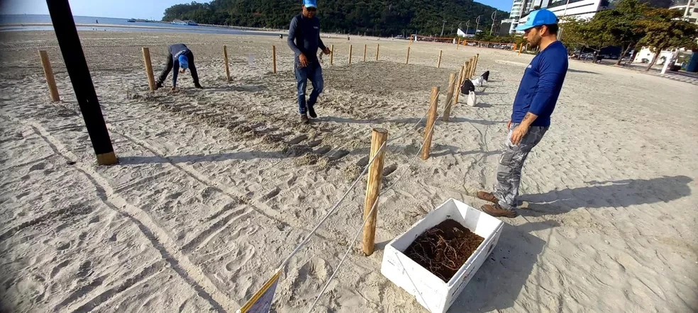 plantio-de-mudas-restinga-balneario-camboriu-1
