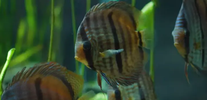 aquario-3