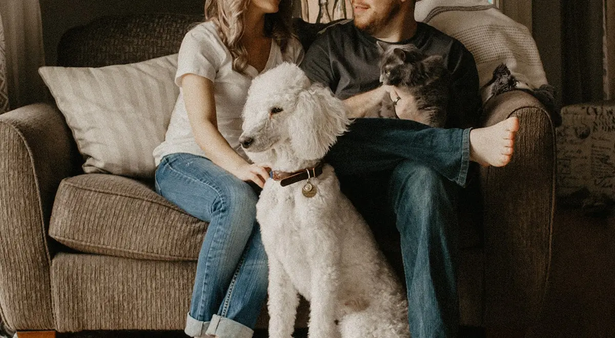 Cachorro em apartamento: cuidados com seu pet