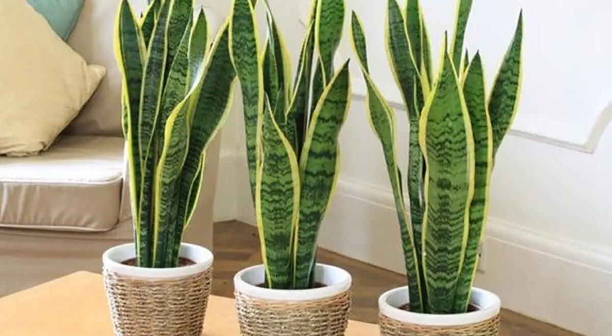 plantas para decorar apartamento