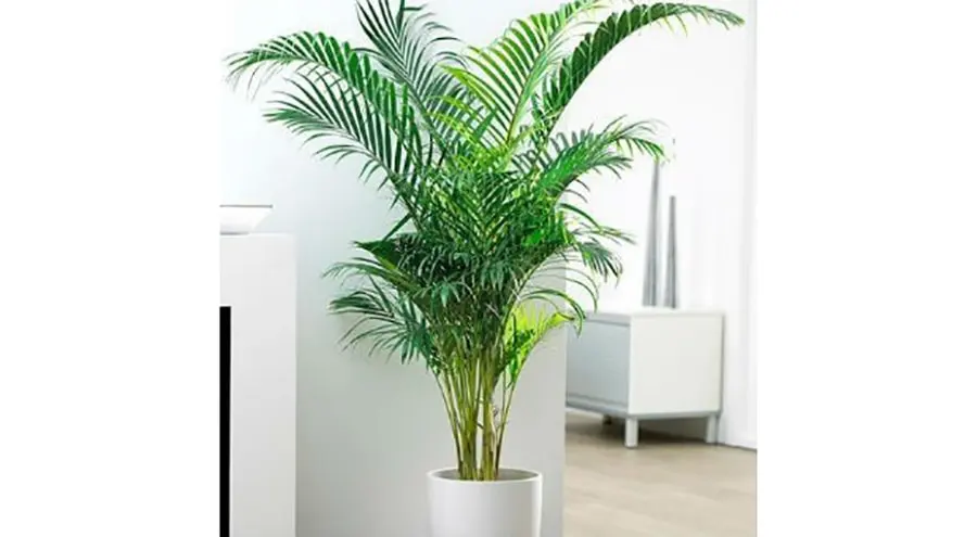 Camedorea-Elegante-Plantas-para-decorar-apartamento-conheca-as-melhores