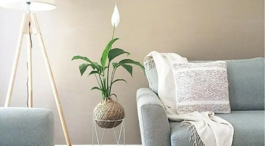 plantas para decorar apartamento