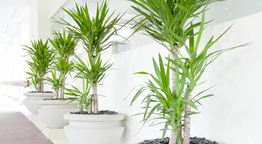 Palmeira-rafia-Plantas-para-decorar-apartamento-conheca-as-melhores
