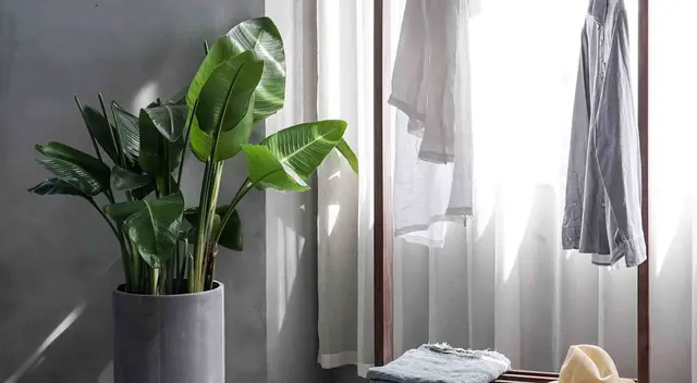 Plantas para decorar apartamento: conheça as melhores