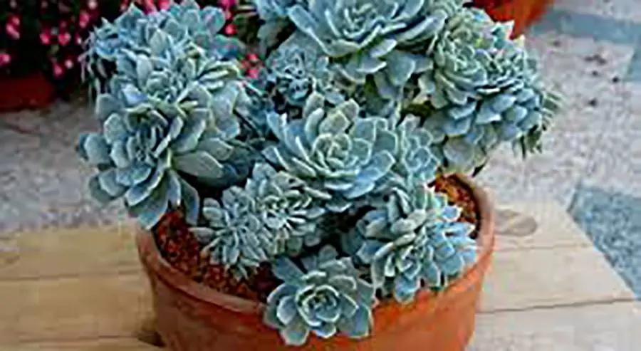 plantas para decorar apartamento