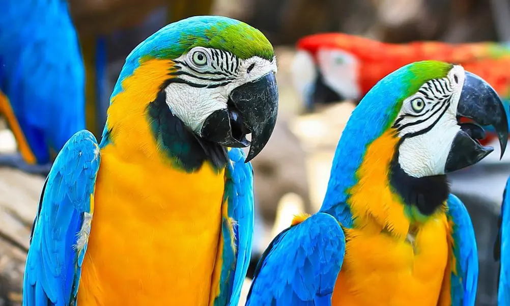 6-melhores-lugares-para-curtir-as-ferias-com-as-criancas-em-Santa-Catarina-zoo-pomerode