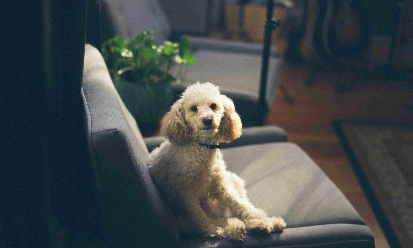 regras-do-condominio-dog