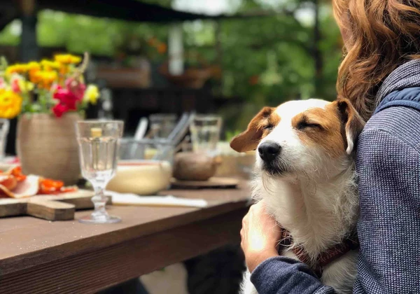 5 lugares pet friendly em Balneário Camboriú